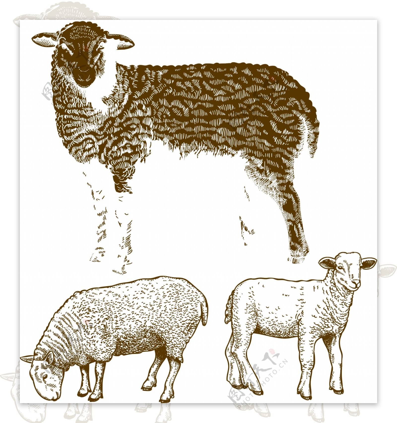 羊年动物世界素材