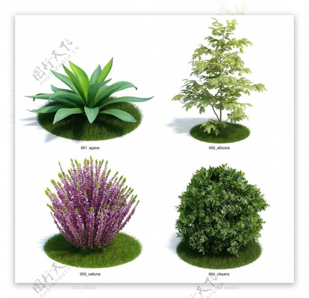 花卉植物模型