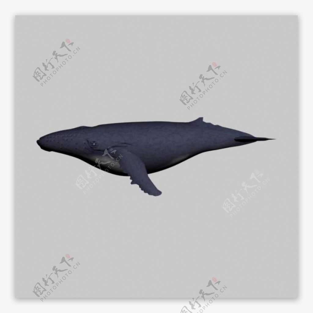 鲸鱼3D模型