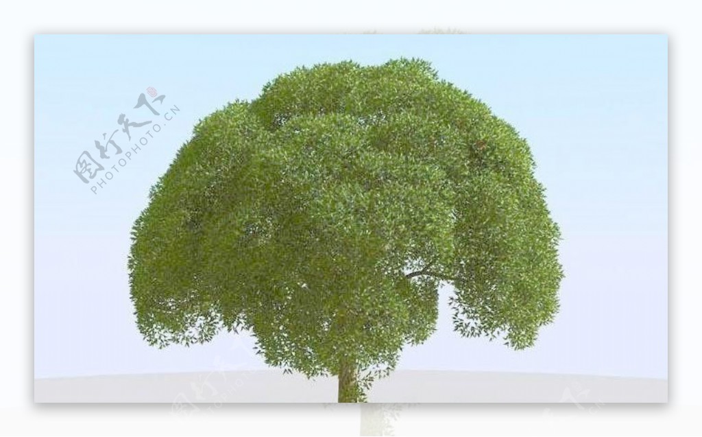 高精细杨柳树模型willow022
