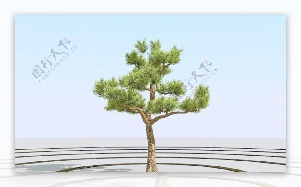 高精细杨松树bonsaipine05