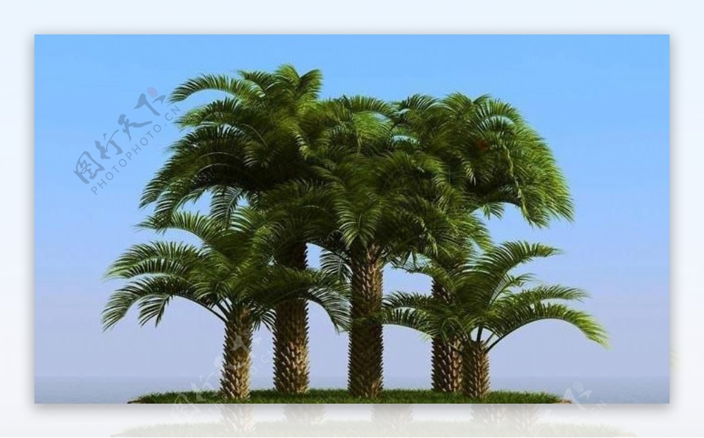 高精细椰子树棕榈树pindopalm01