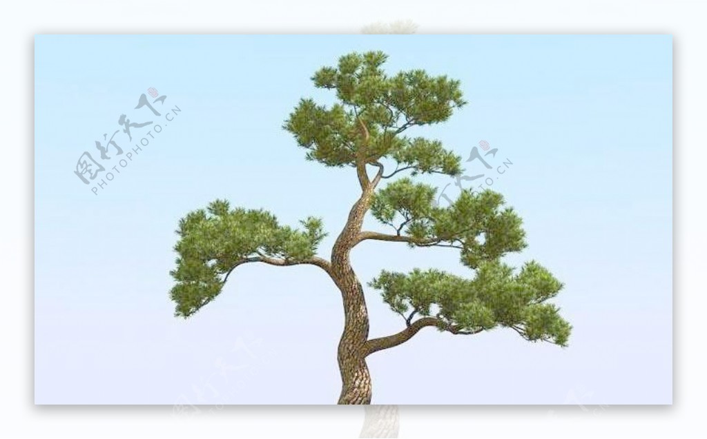 高精细松树日本松树模型japanpine01