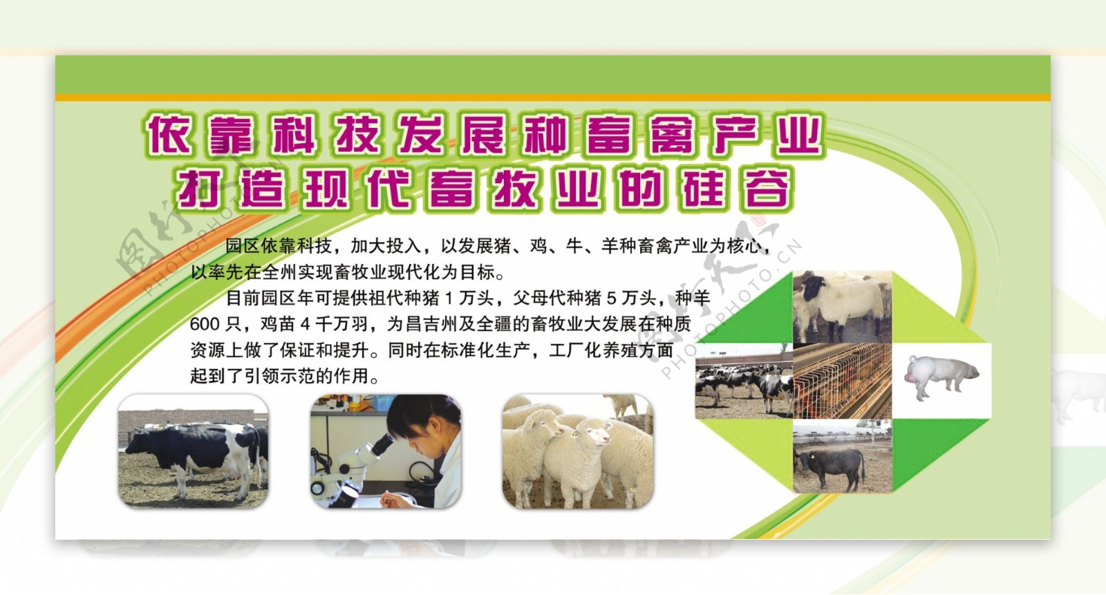 畜牧业是现代农业的U8国际- U8国际官方网站- U8体育APP下载主导产业