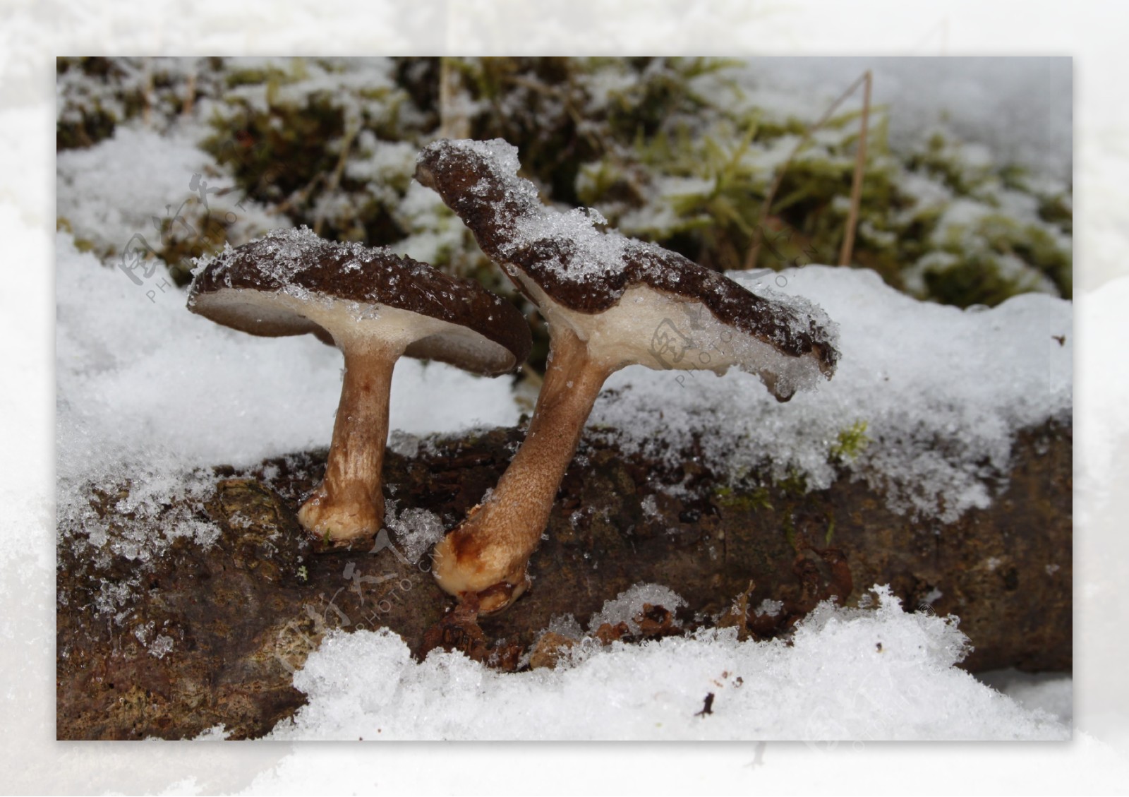 雪地里的香菇图片
