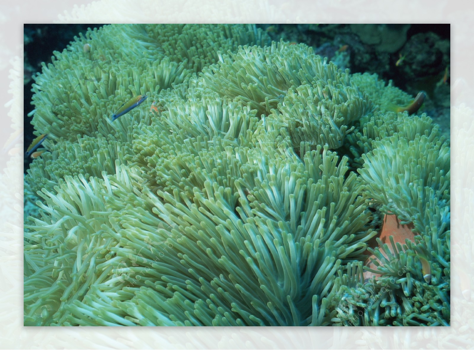 海洋植物图片
