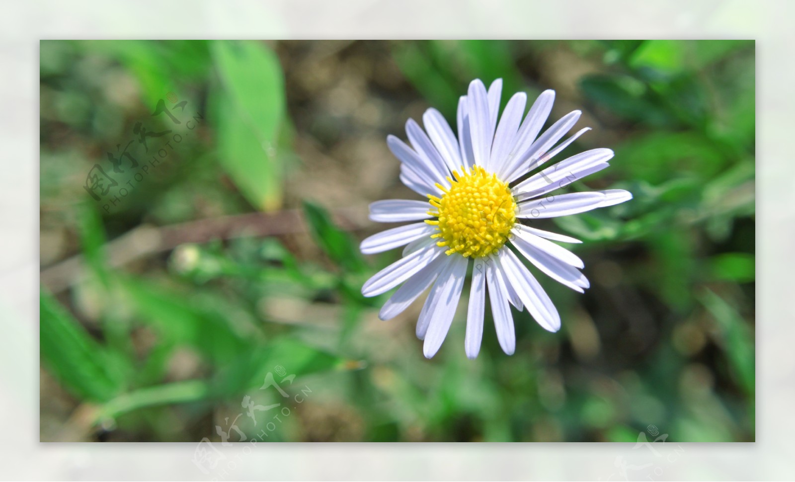 小菊花图片