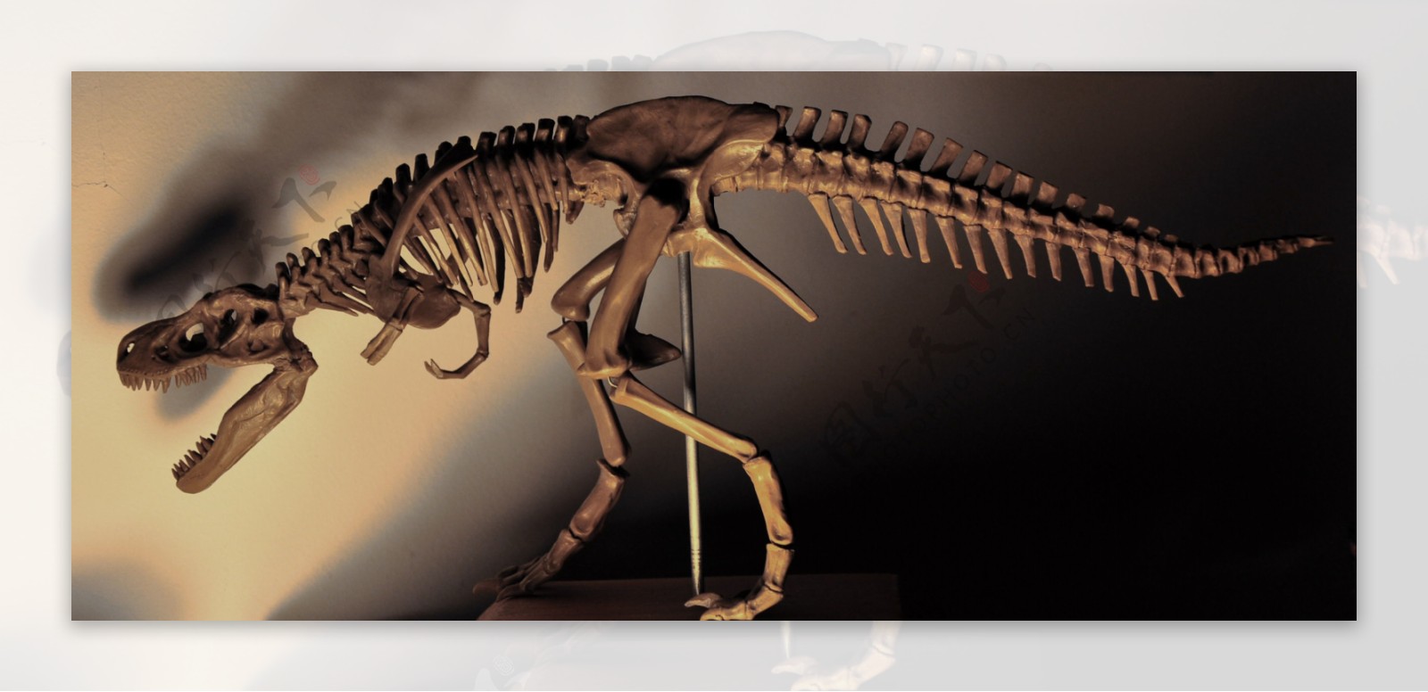 恐龙化石图片素材-编号10033981-图行天下