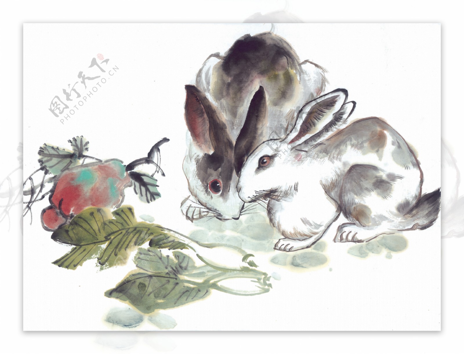 小兔吃白菜图