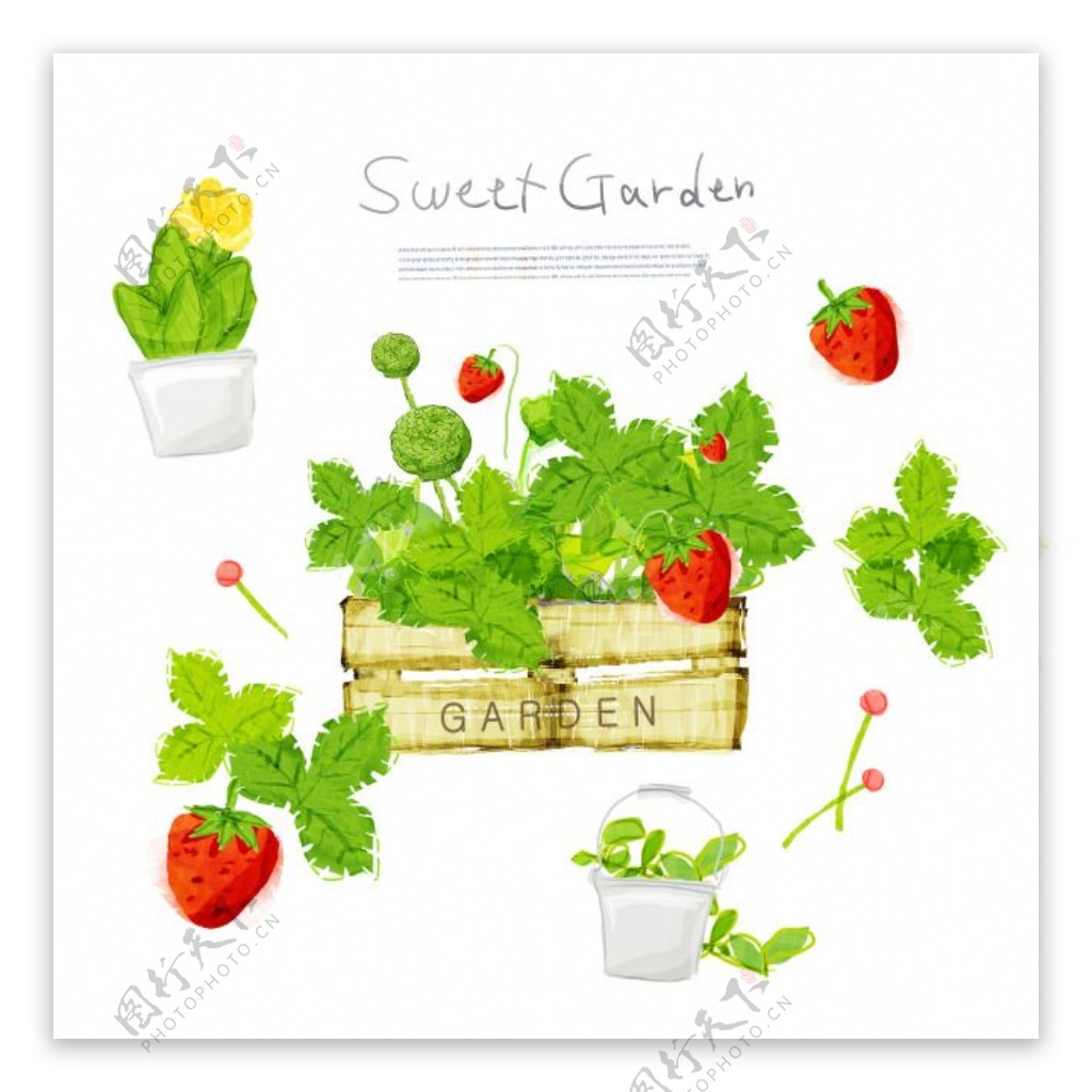 草莓绿叶与花盆植物