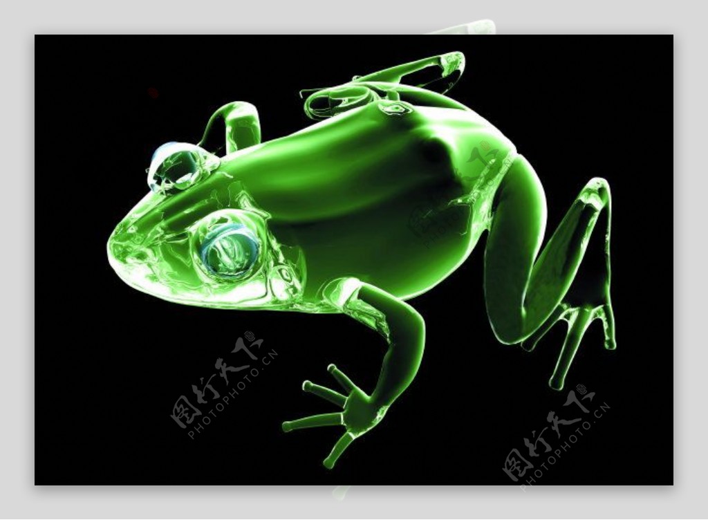 青蛙X光世界X光X光片X光透视