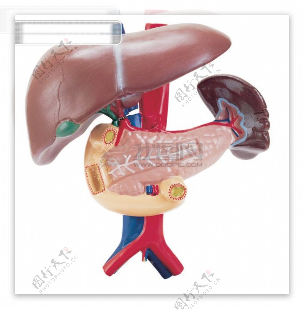 人体器官人体器官图片高清图片素材