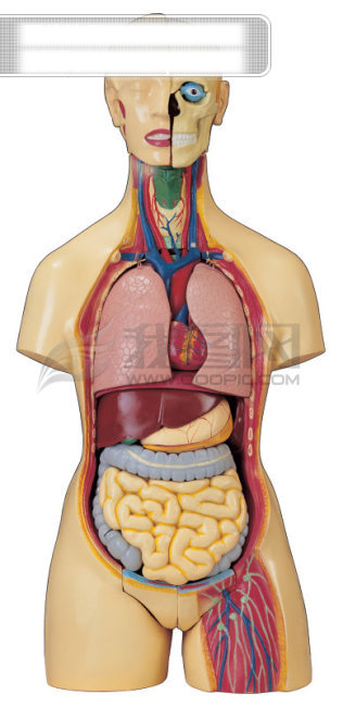 人体器官医学人体器官图片高清图片素材