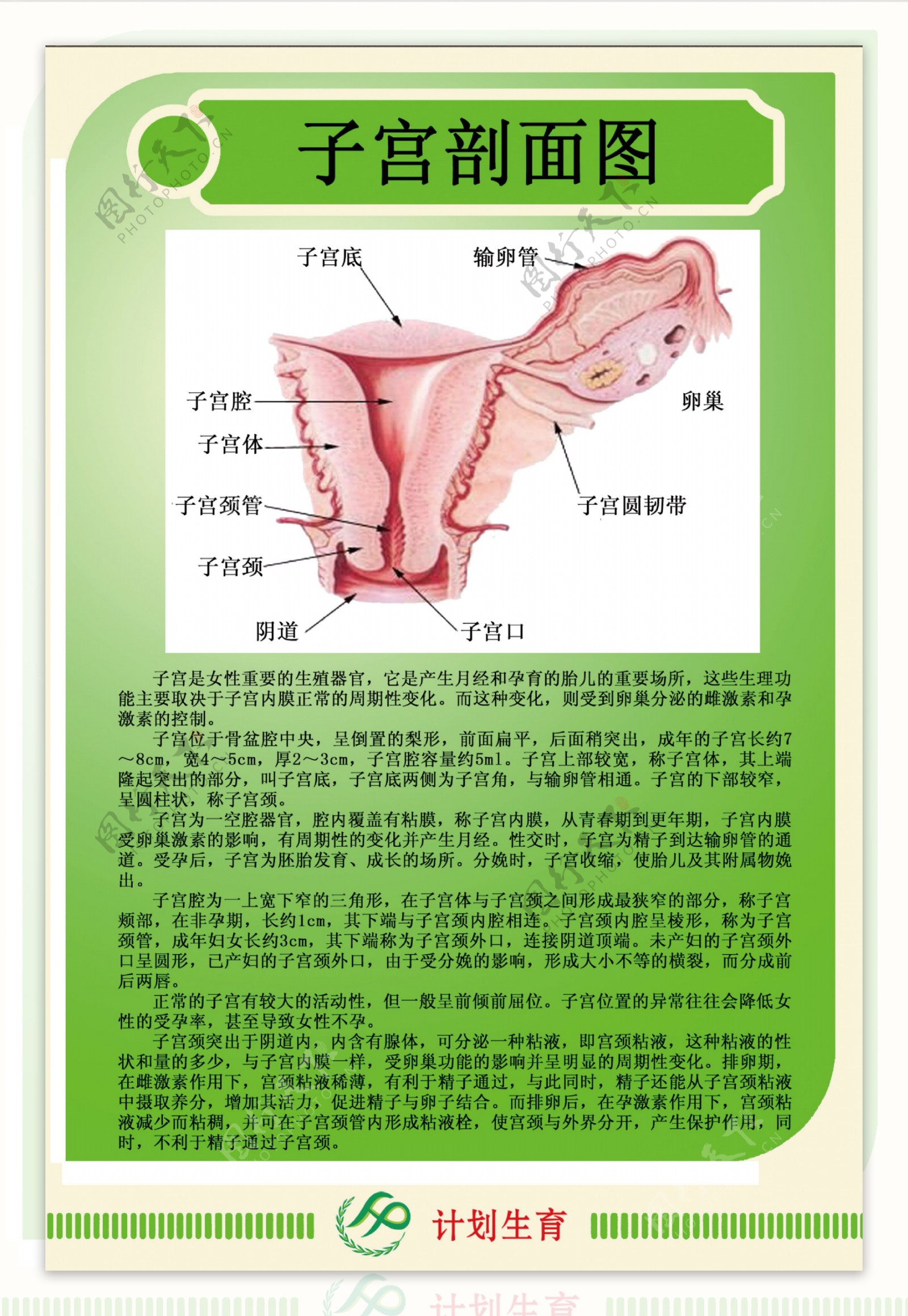 计划生育子宫剖面图