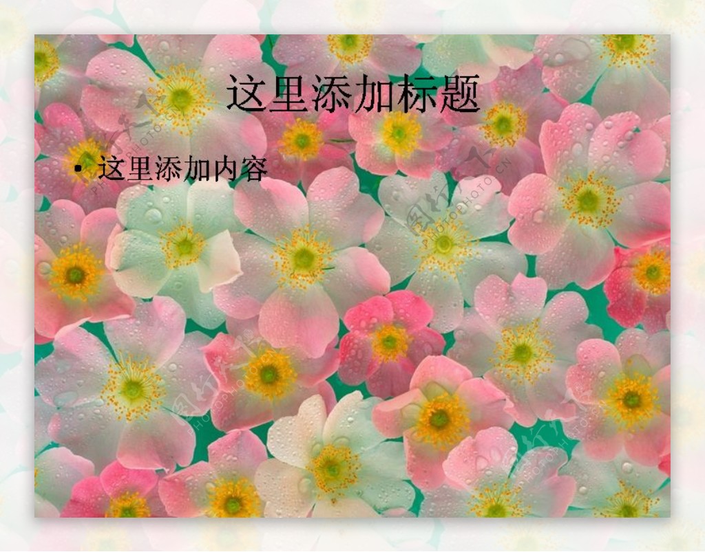 大自然花卉花儿朵朵高清宽屏ppt封面2