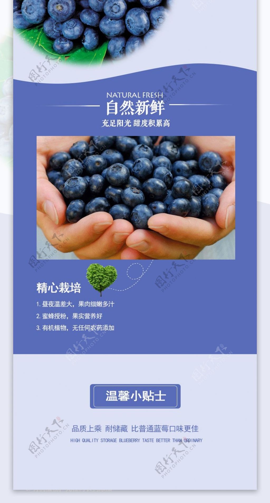 蓝莓淘宝天猫详情页