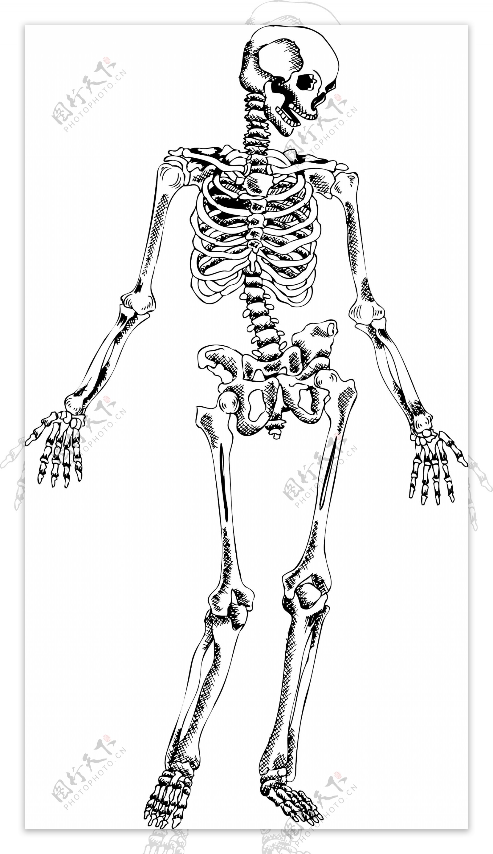 人体骨骼素材