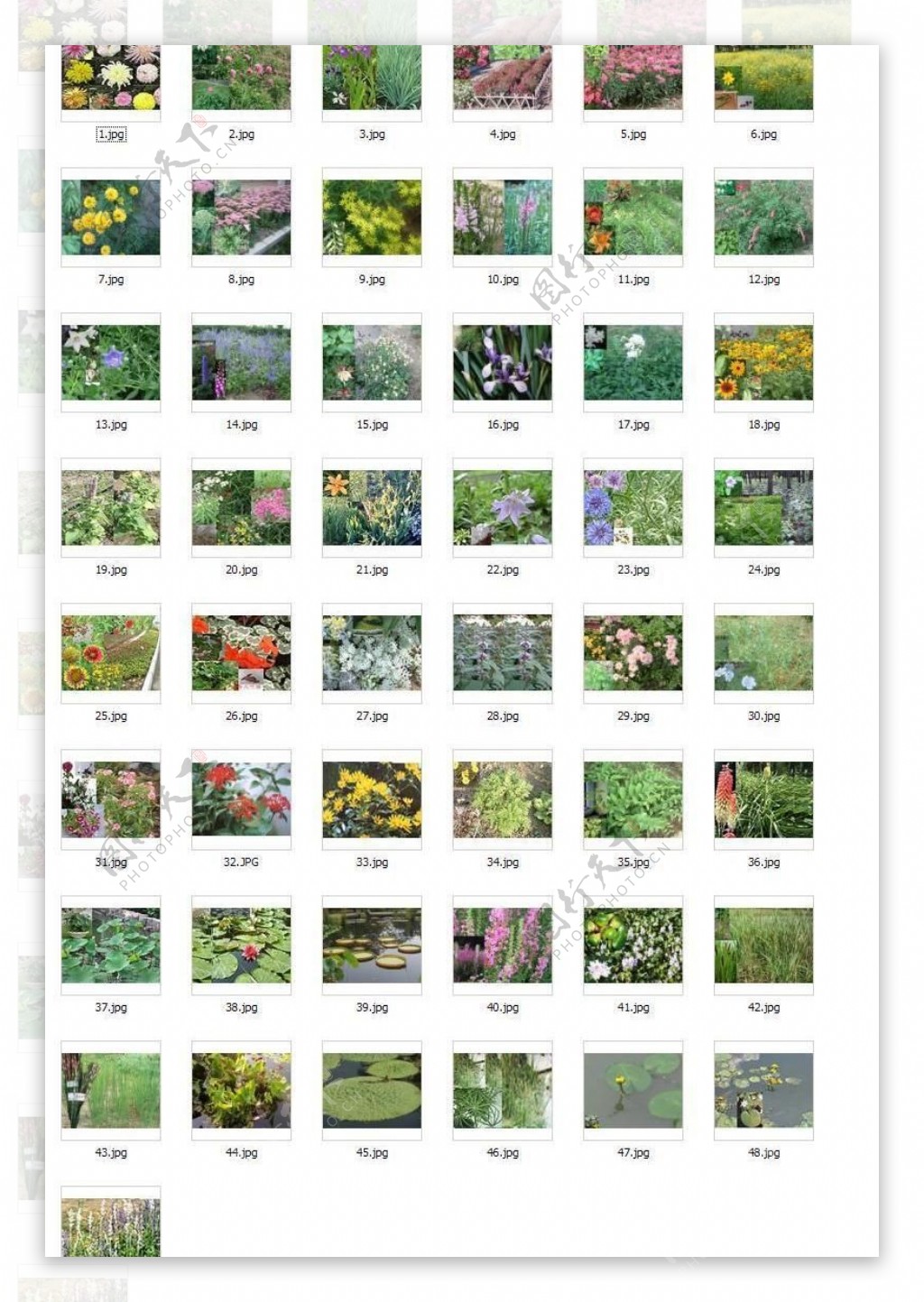 宿根花卉图片49种