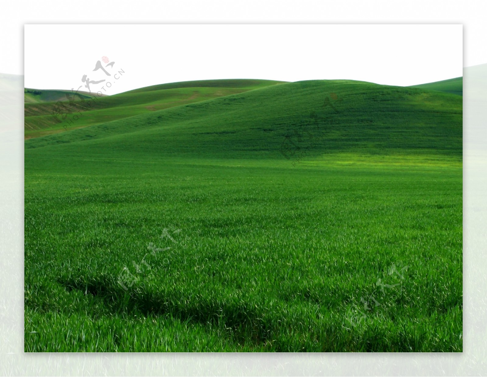 漂亮的绿色草原
