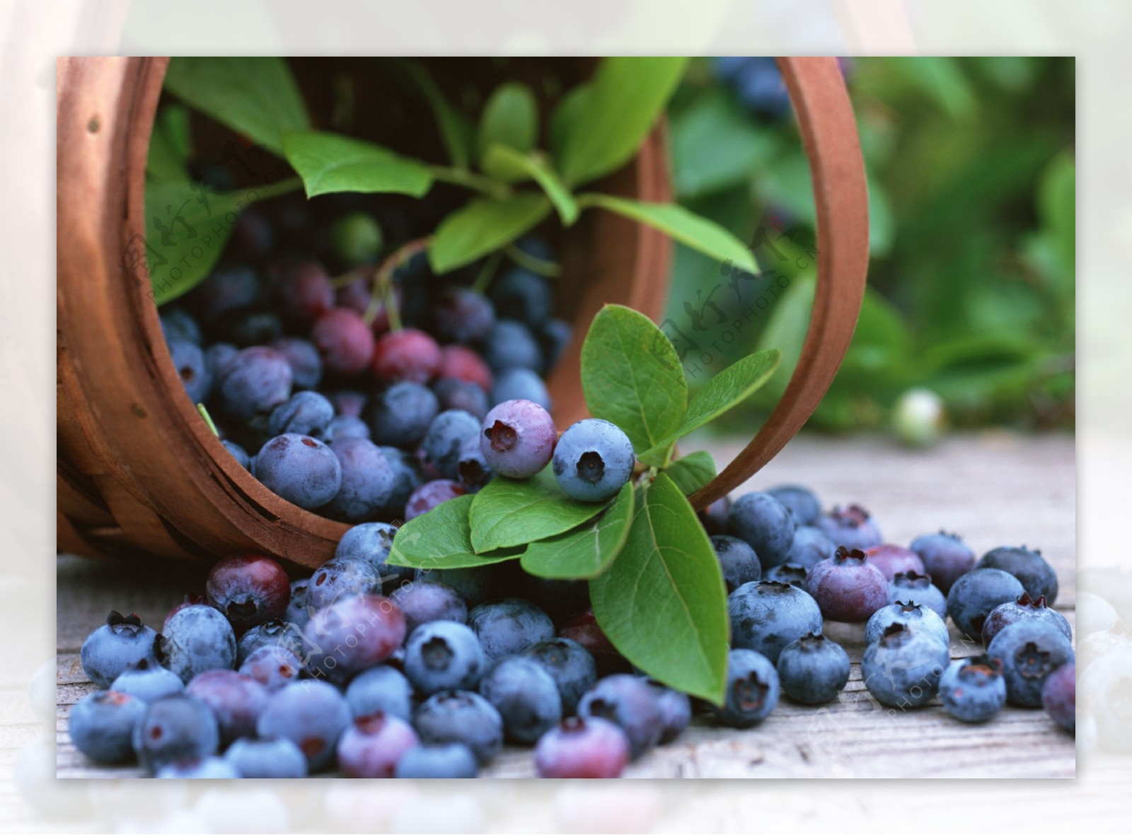 蓝莓采摘园新鲜蓝莓