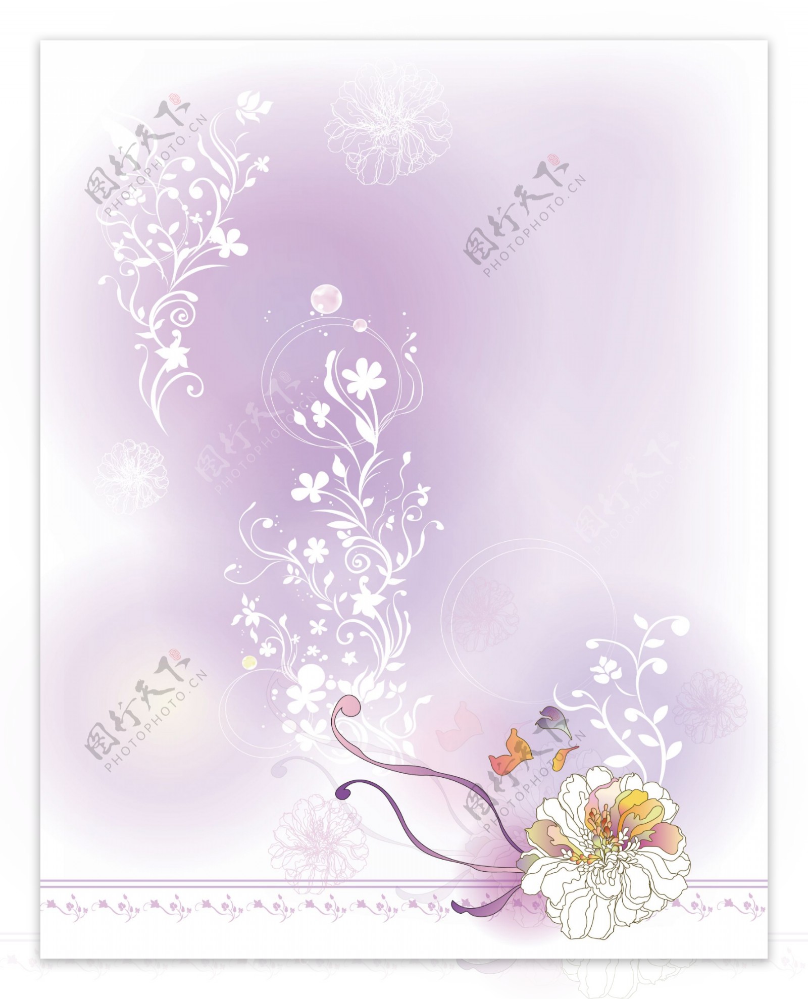 白色菊花淡紫色图片