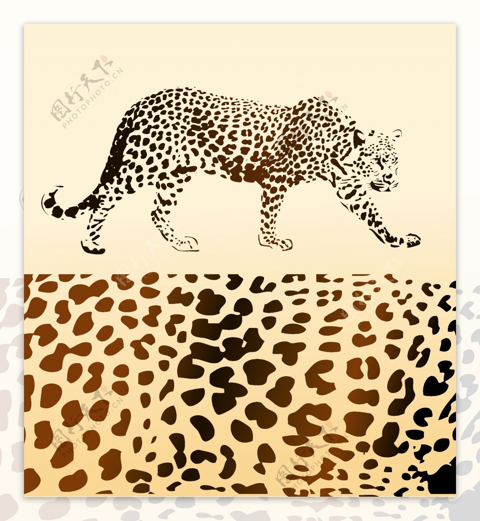 豹和豹纹