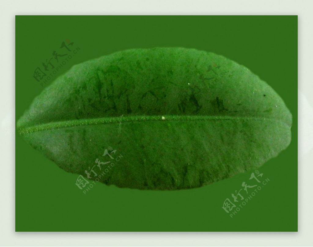 3d绿色灌木模型图片