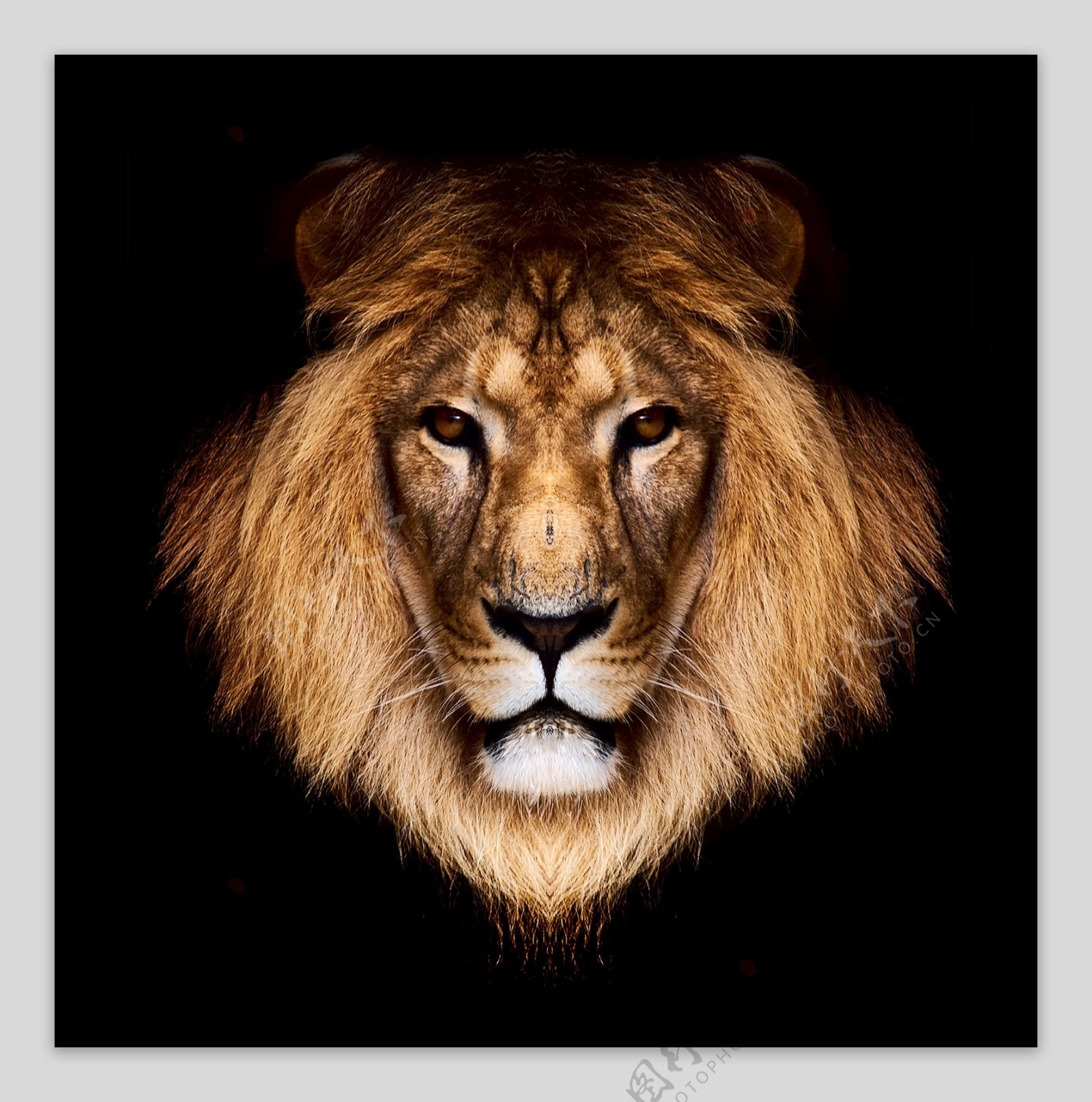 狮子头图片素材