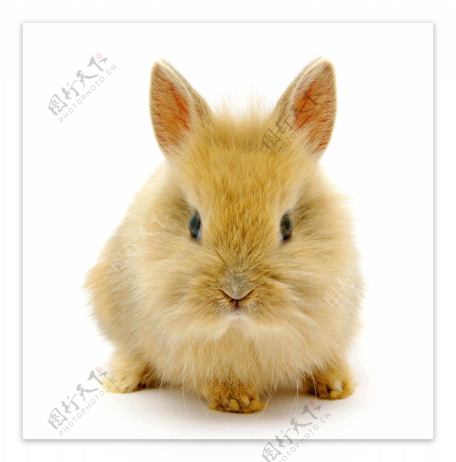 可爱的小兔子2高清图片