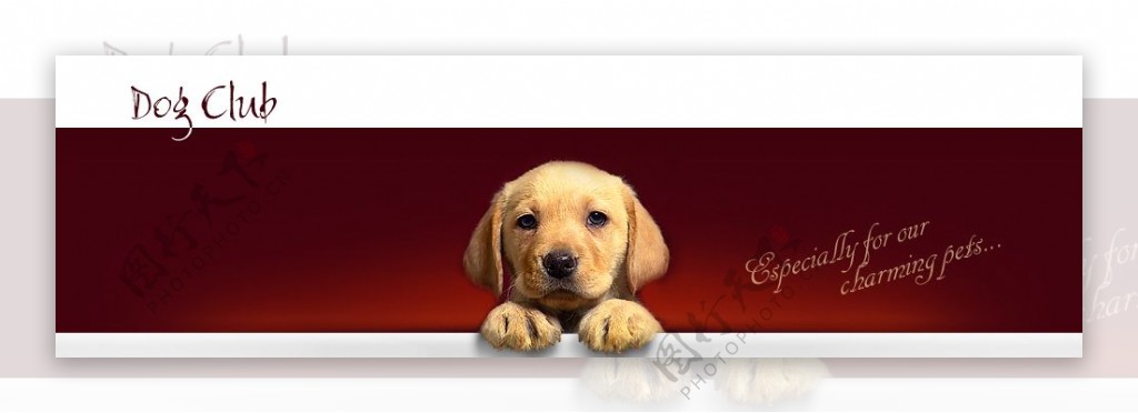 快乐宠物信息网页模板图片