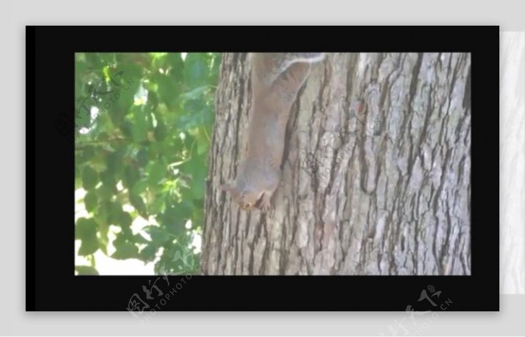 树干松鼠视频素材