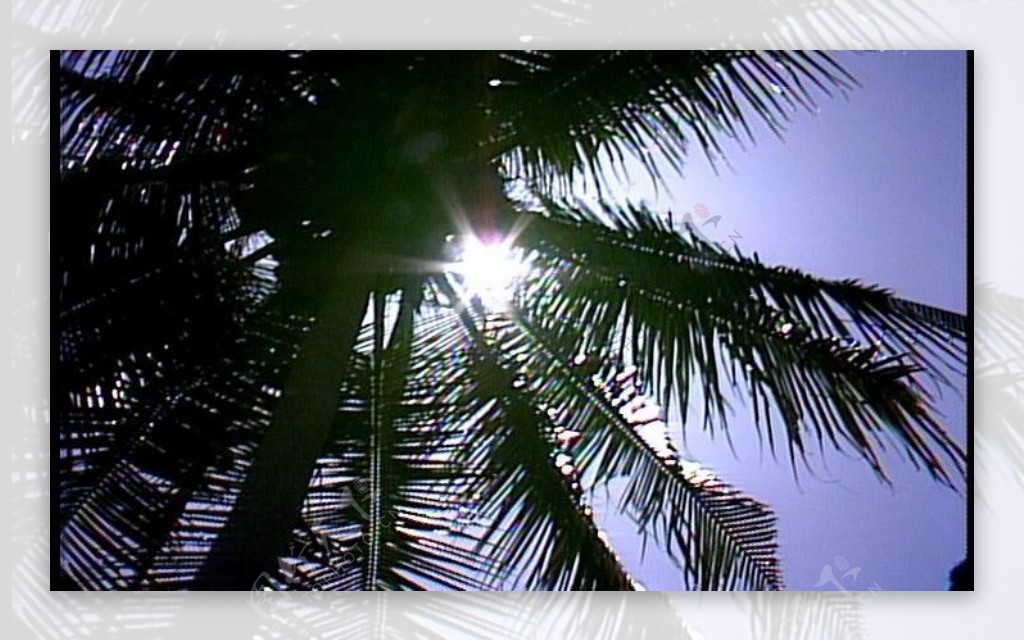 热带树木图片