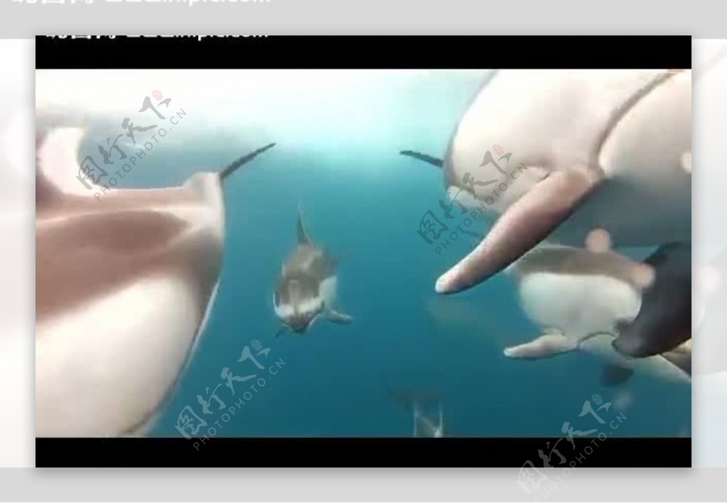 可爱海豚视频素材图片