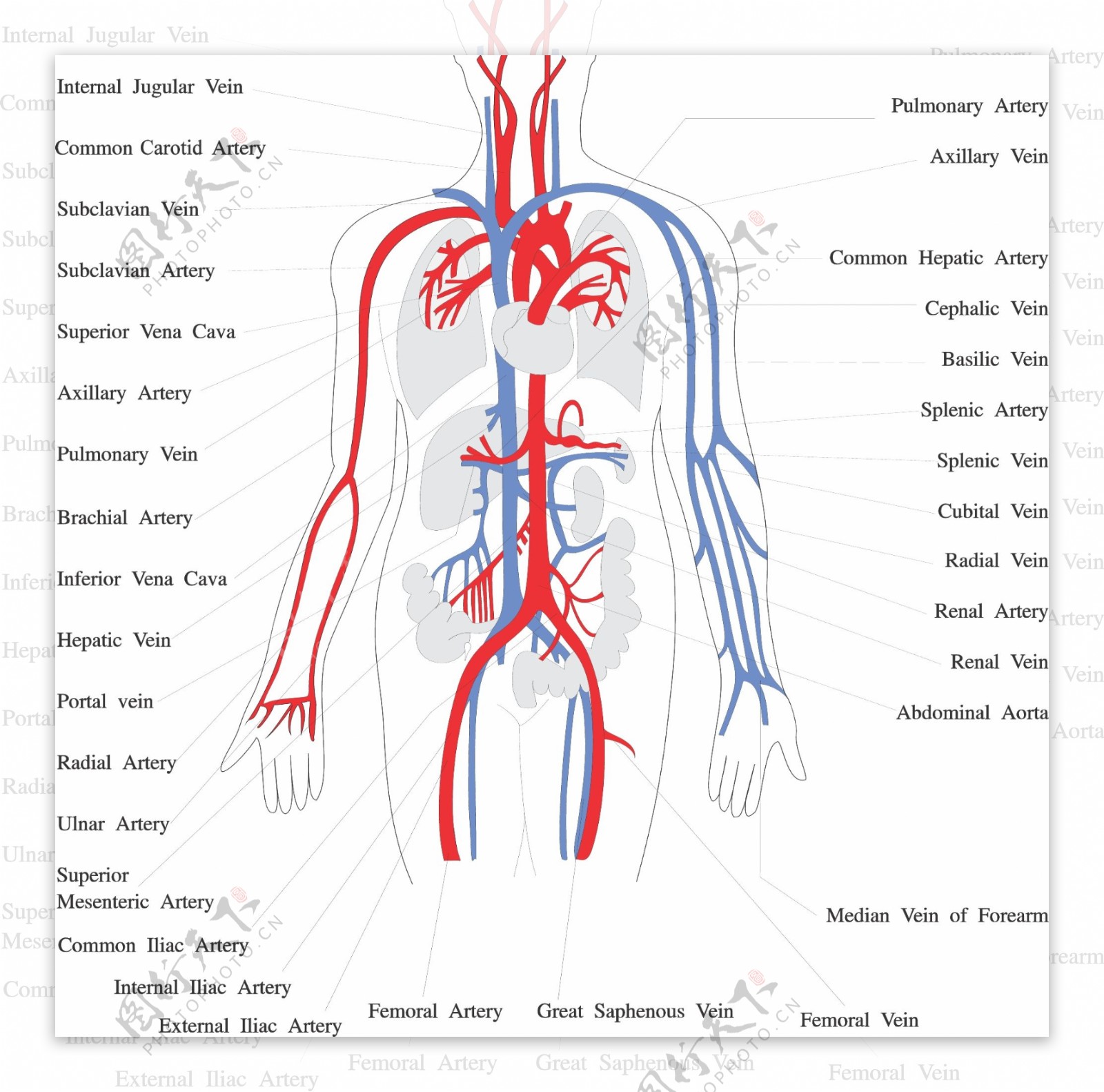 人体器官透视图器官图片
