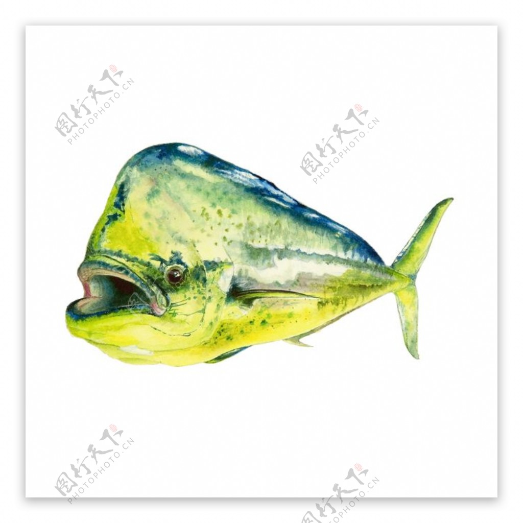 位图动物鱼手绘免费素材
