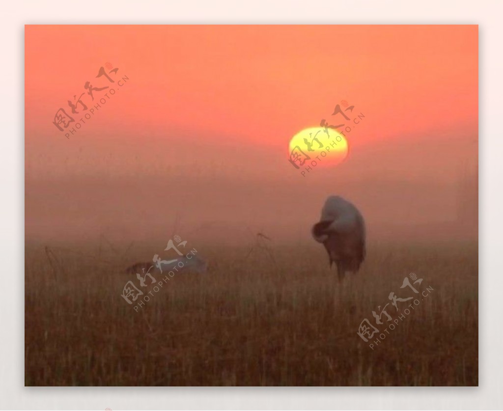 夕阳背景视频素材素材下载