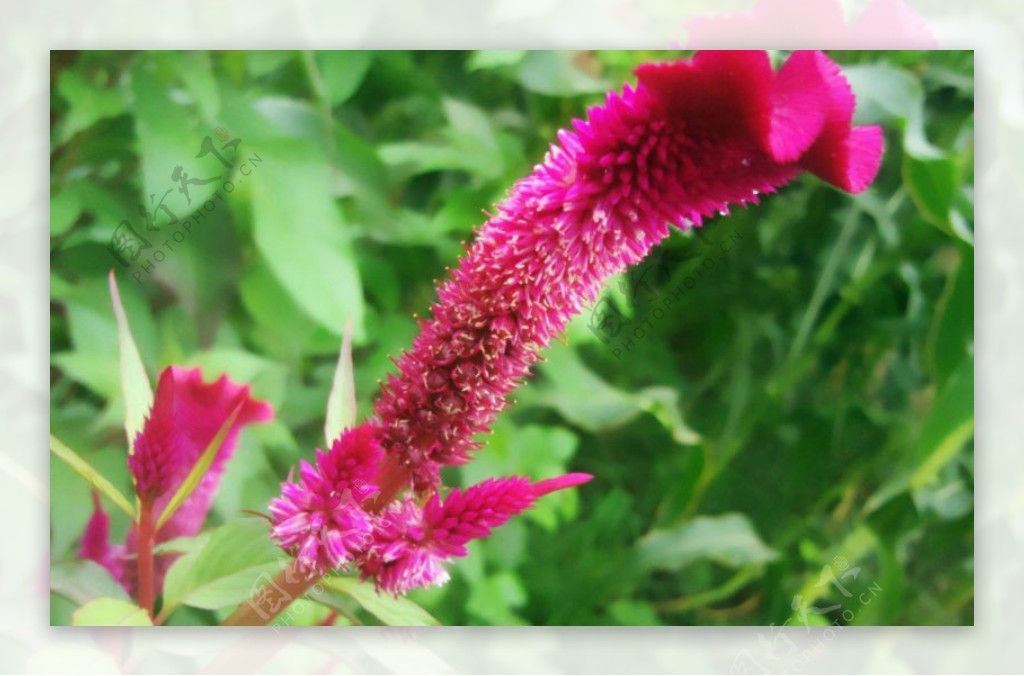 位图植物花朵写实花卉鸡冠花免费素材