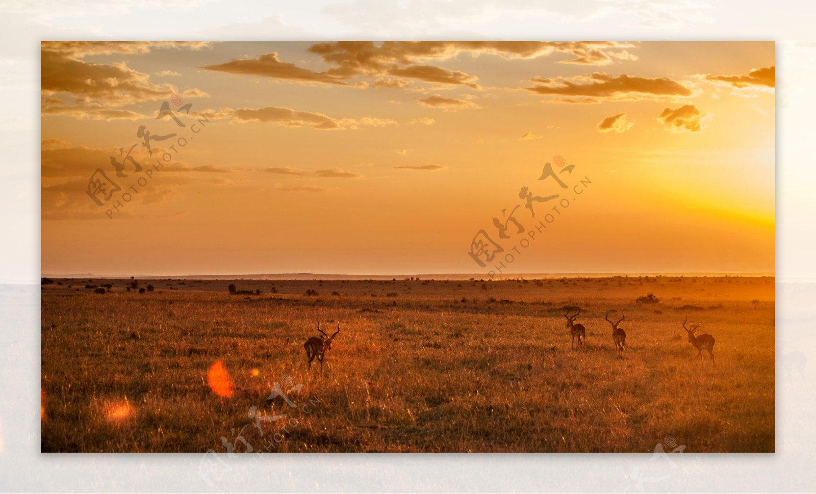 肯尼亚非洲大草原的鹿图片