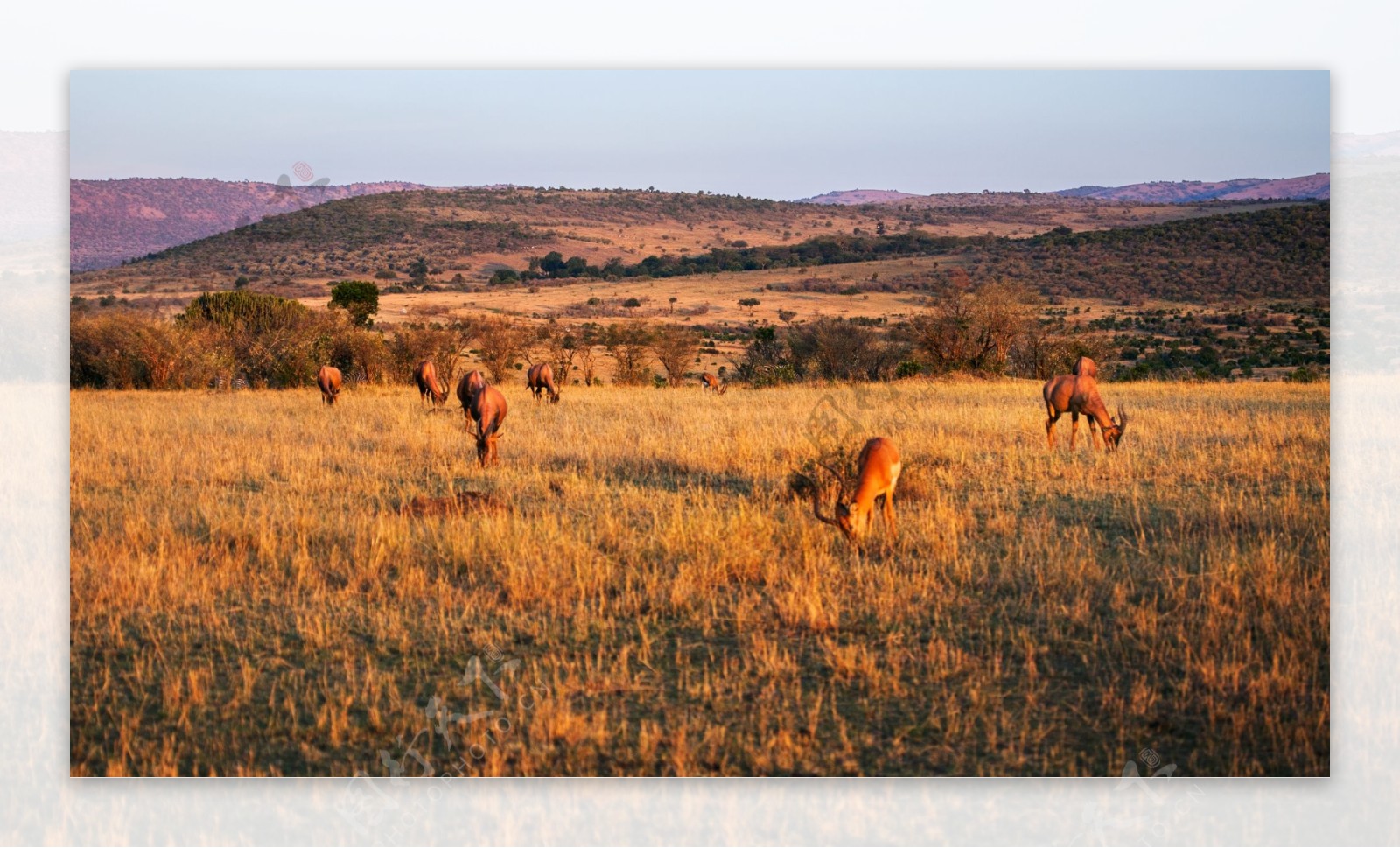 非洲大草原的鹿图片