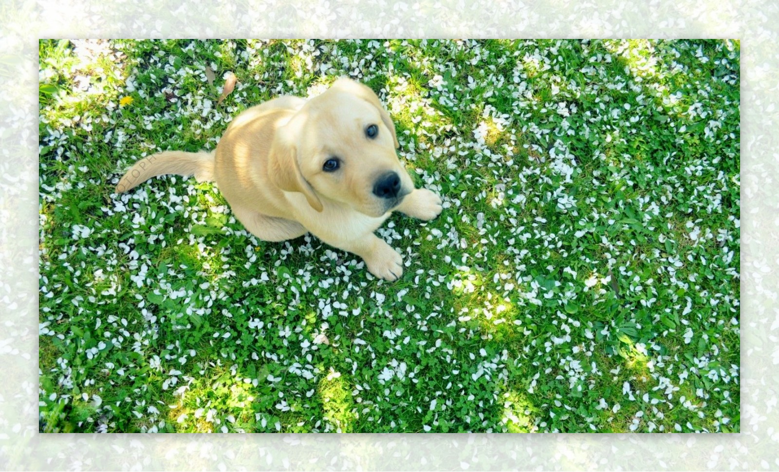 花丛中仰望的小狗