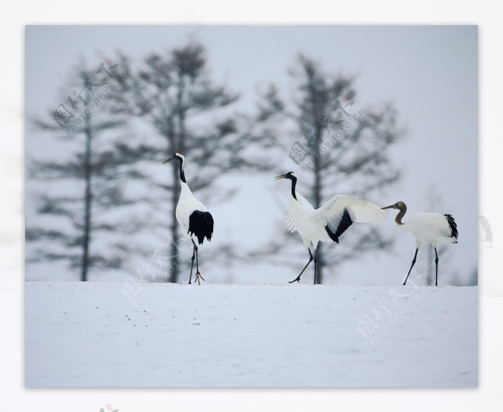 冬天雪景