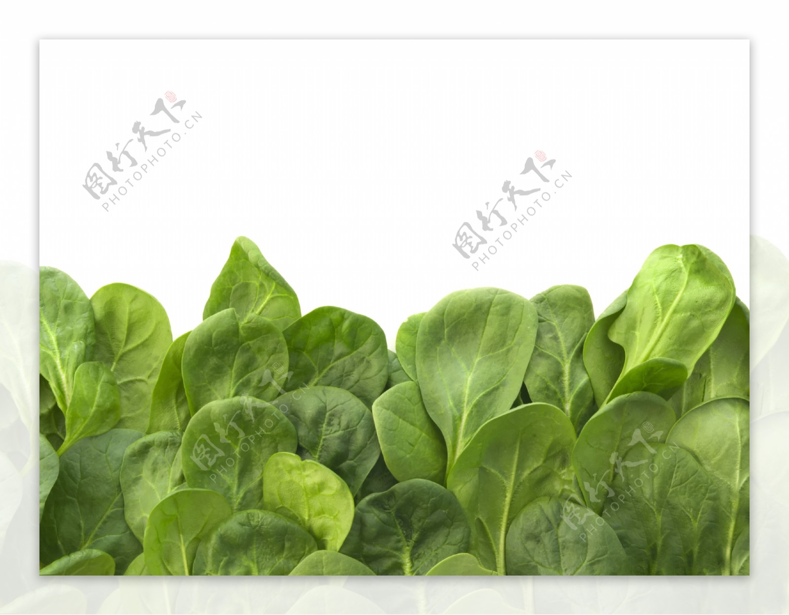 绿色的菜叶图片素材