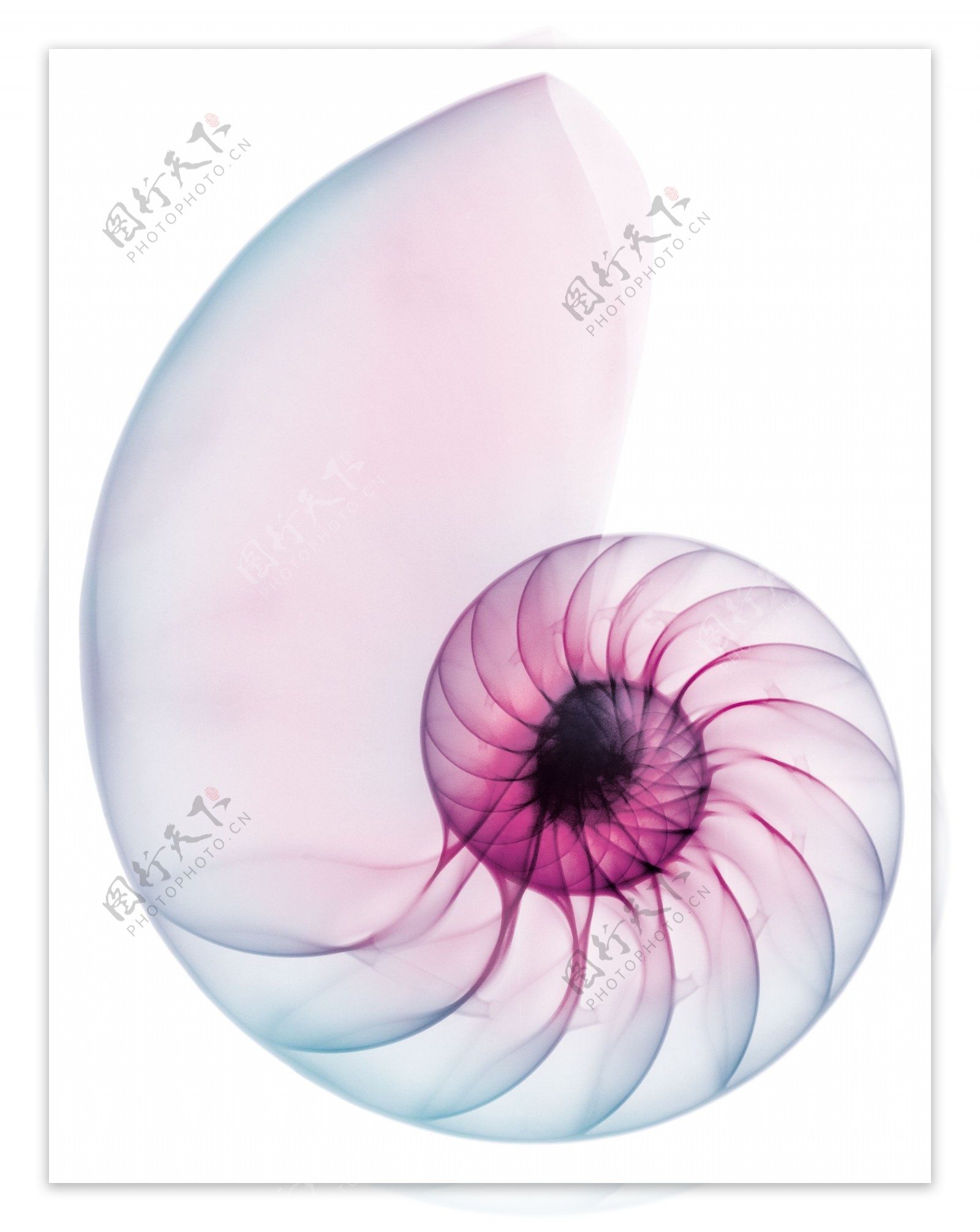 蜗牛花纹图片
