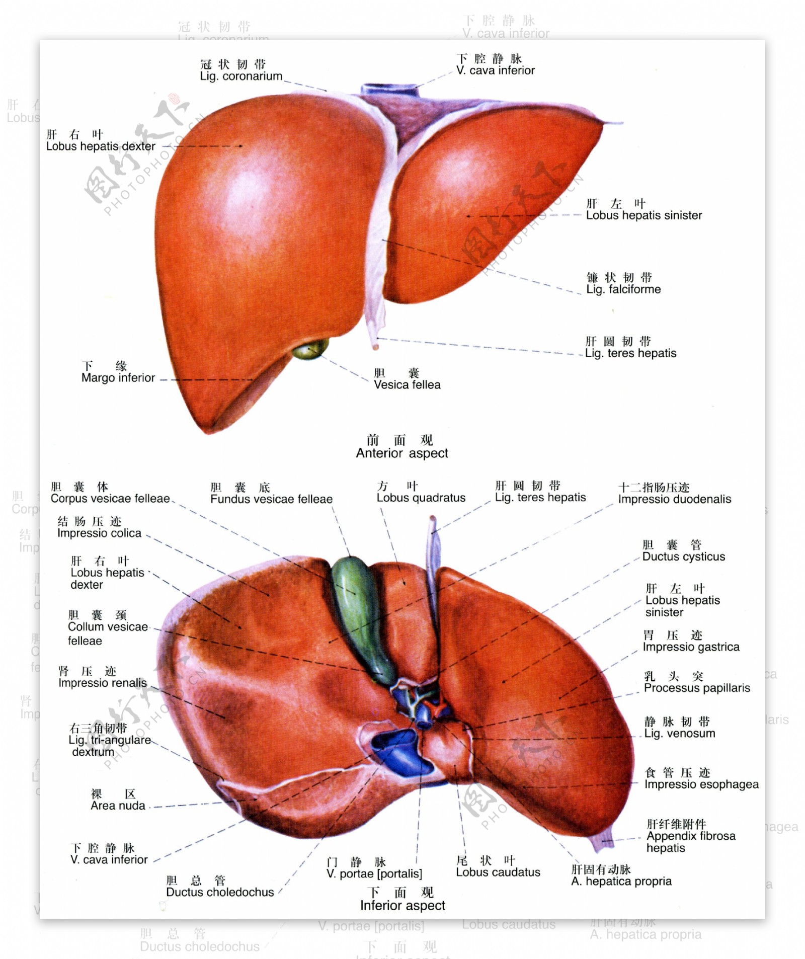人体肝胆解剖图图片