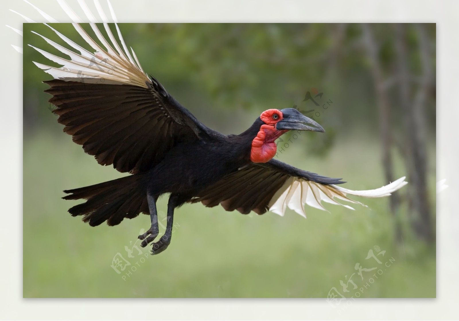 飞翔中的红颈大鸟