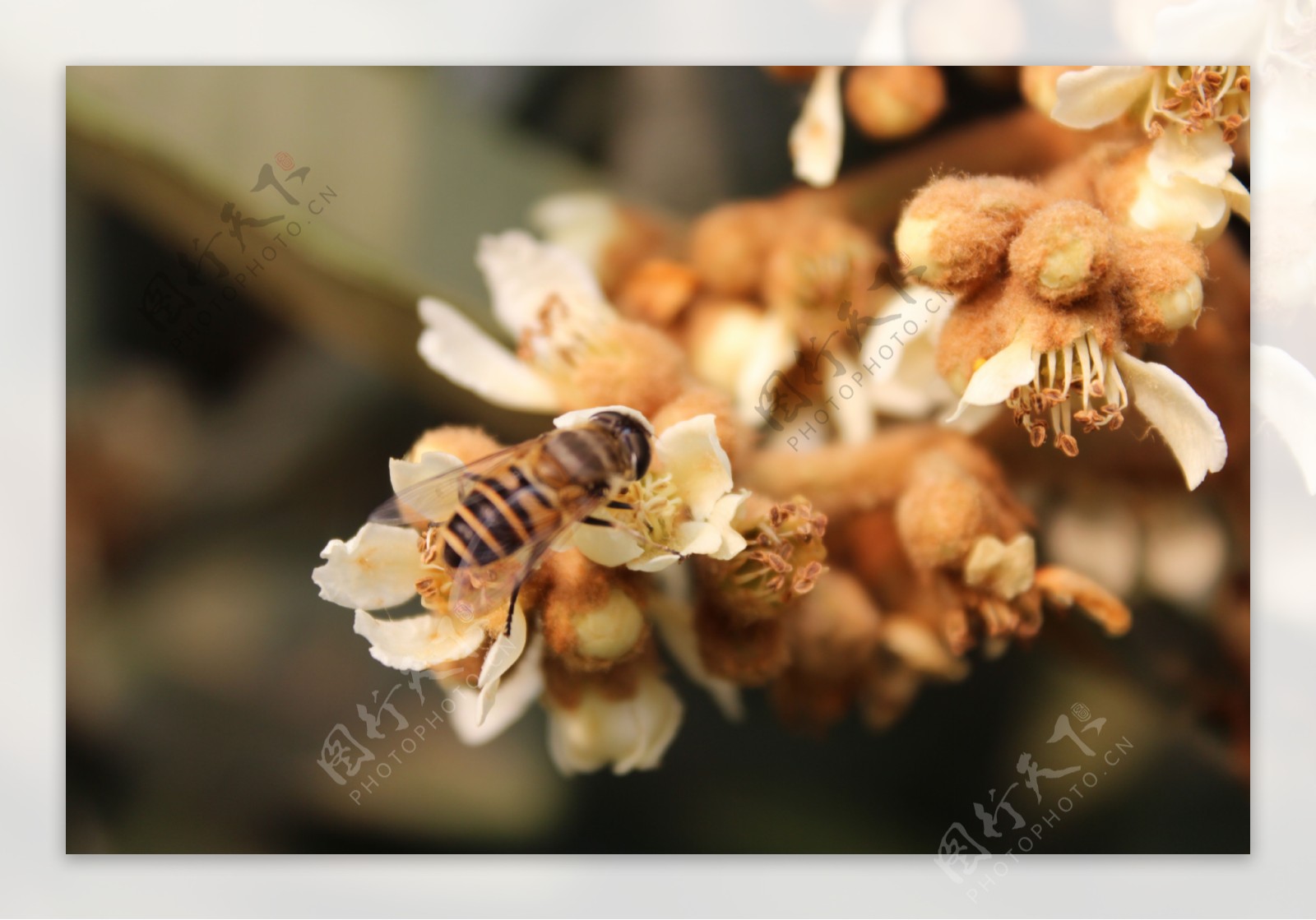 蜂恋枇杷图片