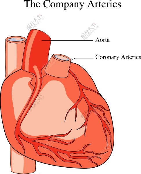 心脏医学图剪贴画