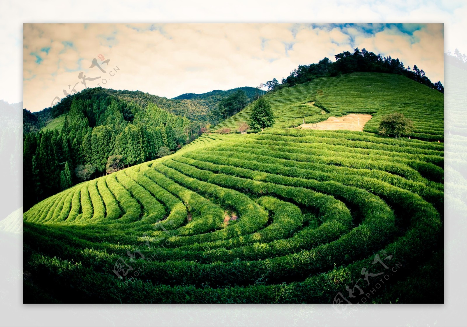第十八届蒙顶山茶文化旅游节线上发布，春游雅安的精品线路来了_四川在线