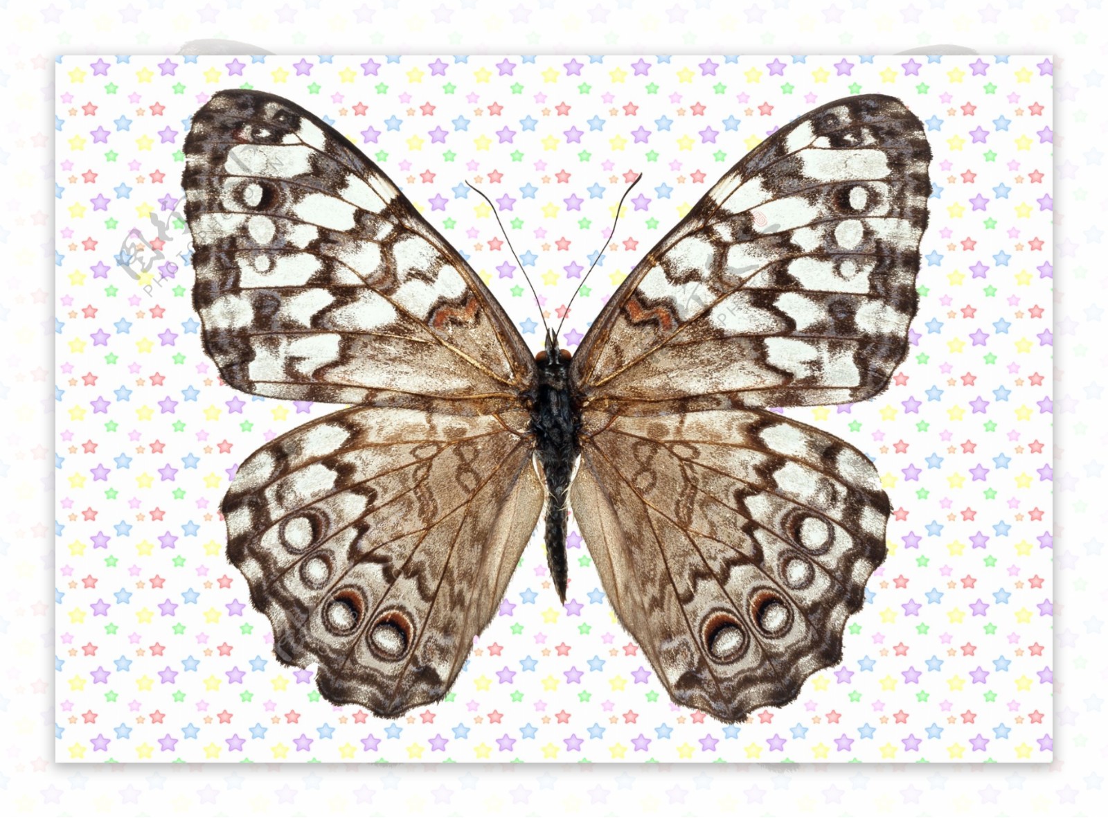 黑白相间网状纹理蝴蝶图片