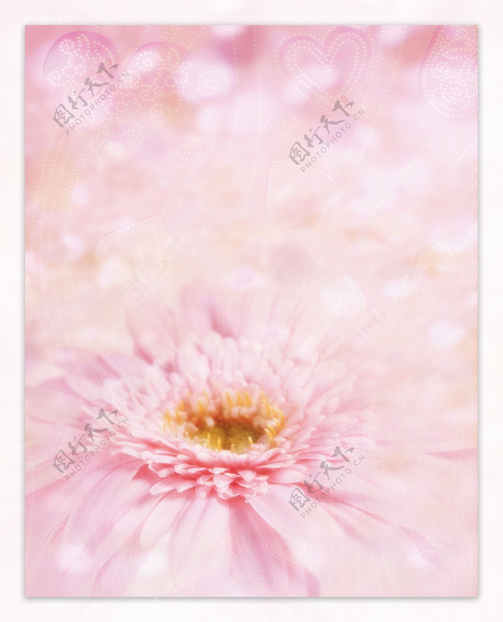 粉色菊花移门图片
